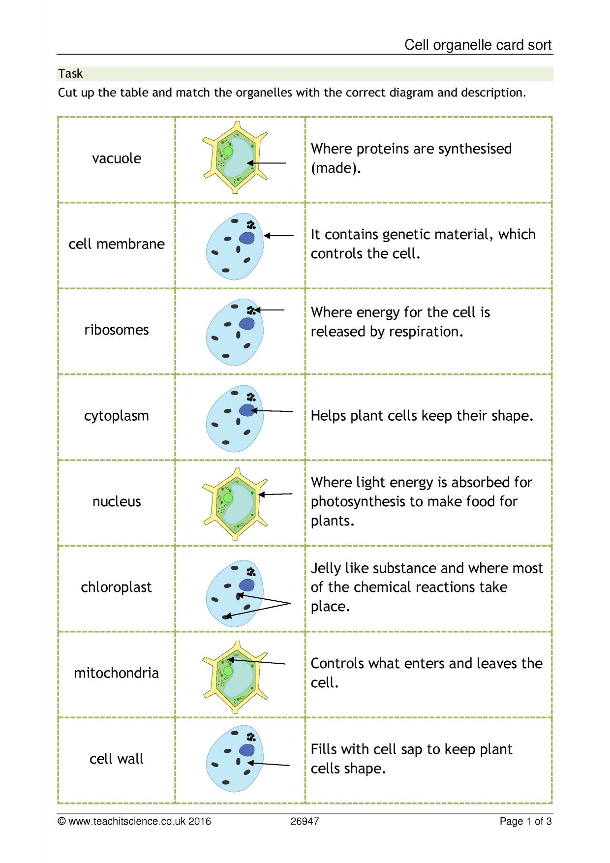 Cell