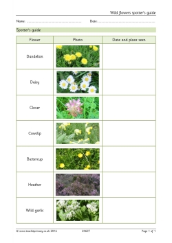 Wild flowers spotter's guide